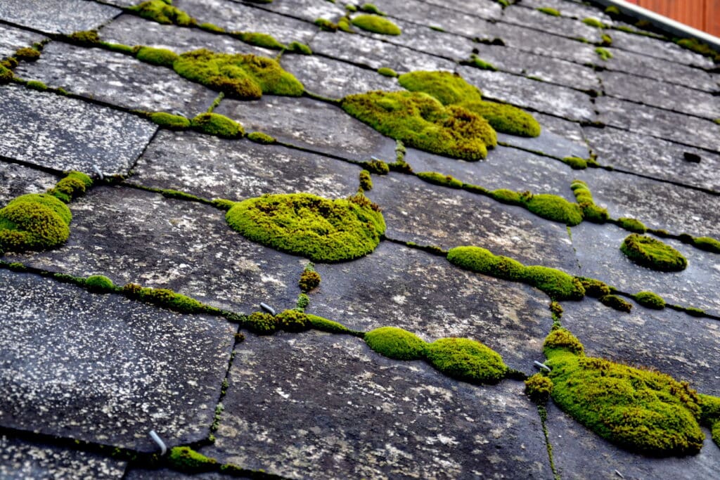 Mousse sur Ardoises de Toit : Croissance et Texture Moquette de mousse vert vif poussant sur les joints sombres des ardoises d'un vieux toit texturé.